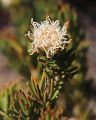 Agathosma hookeri