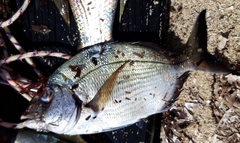 Diplodus
