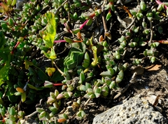 Antimima granitica