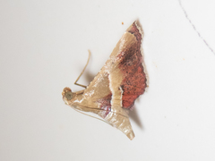 Endotricha repandalis