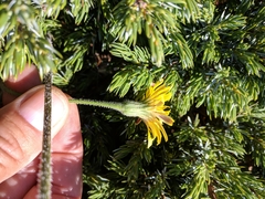 Leontodon biscutellifolius