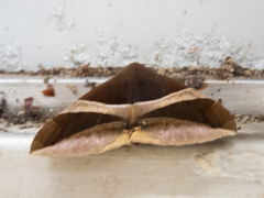 Bastilla fulvotaenia