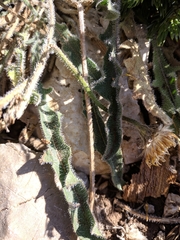 Leontodon biscutellifolius