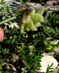Lessertia tomentosa