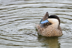 Puna Teal photo 4
