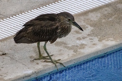 Nycticorax nycticorax