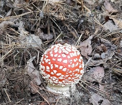 Amanita muscaria muscaria
