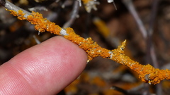 Dufourea alexanderbaai