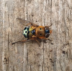 Austalis pulchella