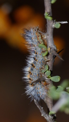 Tearosoma