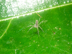 Dendrolycosa
