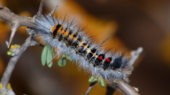 Tearosoma