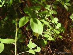 Rubus castellarnaui