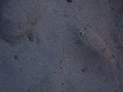 Torquigener flavimaculosus