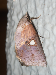 Pterogonia episcopalis