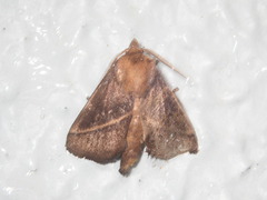 Quasithosea obliquistriga