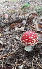 Amanita muscaria muscaria