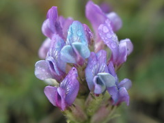 Oxytropis strobilacea