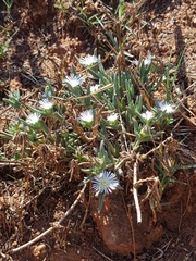 Delosperma herbeum