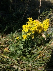 Solidago virgaurea taurica
