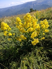 Solidago virgaurea taurica