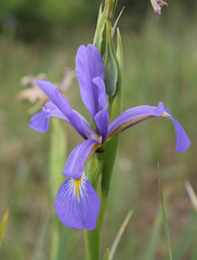 Iris notha