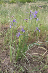 Iris notha
