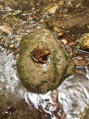 Incilius cristatus