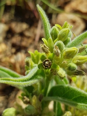 Raphionacme galpinii