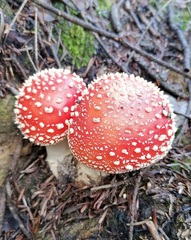 Amanita muscaria muscaria