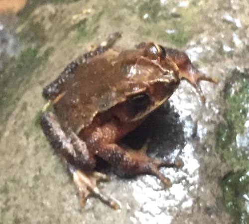 Large-crested Toad