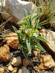 Raphionacme galpinii