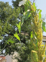 Calystegia sepium sepium