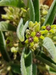 Raphionacme galpinii