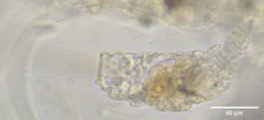 Collotheca