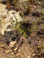 Asclepias adscendens