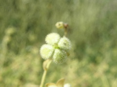 Cynoglossum divaricatum
