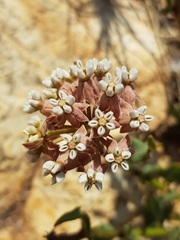 Asclepias adscendens