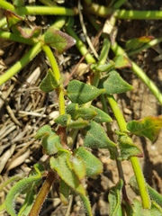 Asclepias adscendens