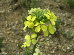 Erysimum flavum