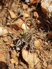 Euphorbia pseudotuberosa