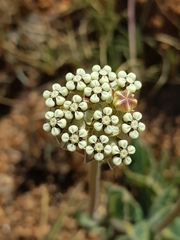 Asclepias fallax