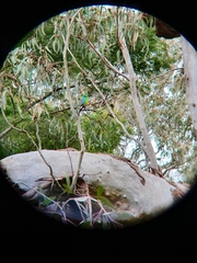 Psephotus haematonotus