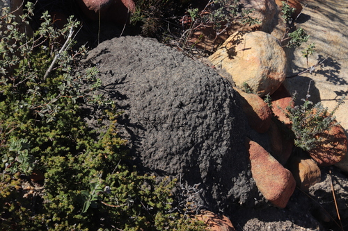 Blackmound Termite photo 5