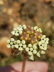 Asclepias fallax