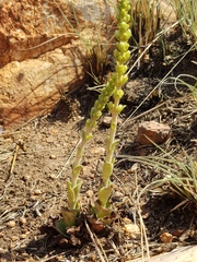 Crassula capitella nodulosa
