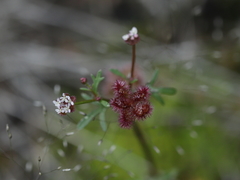 Trachymene cyanopetala