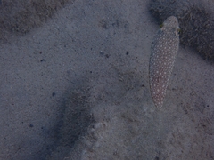 Torquigener flavimaculosus