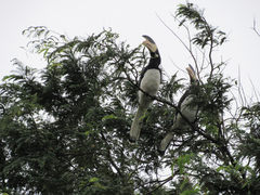 Anthracoceros coronatus