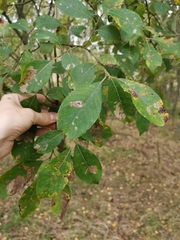 Salix × reichardtii